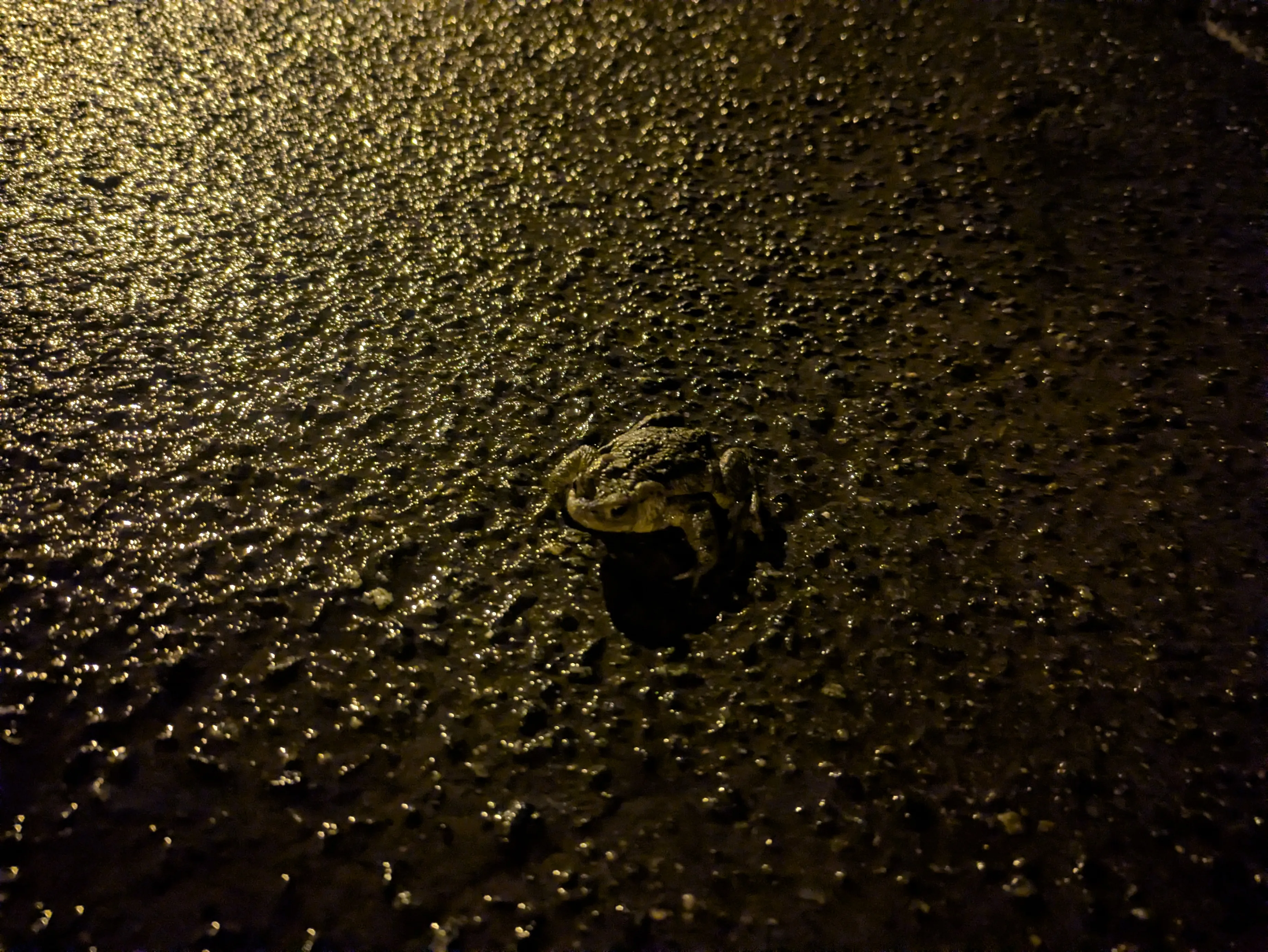 Another picture of the same frog